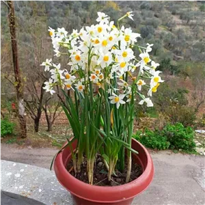 پیاز گل نرگس  بسیار معطر سایز بزرگهلندی1عددی با کیفیت  (پیاز  گل نرگس هلندی) پیاز نرگس سایز  بزرگ و جوانه دار