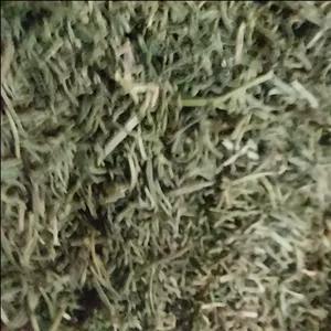 جاشیر  کوهی خشک نی ریز  ادویه معطر(جوشیر)