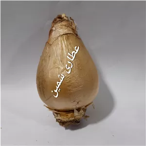 پیاز عنصل ( پیاز دشتی )  1 عدد