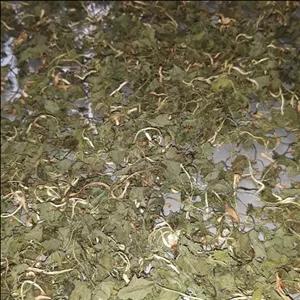 سبزی خشک چوچاق ( زلنگ یا زولنگ ) جنگلی ( 1 کیلو گرم ) 