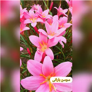 پیاز گل سوسن بارانی 3 عدد ارسال از گیلان 