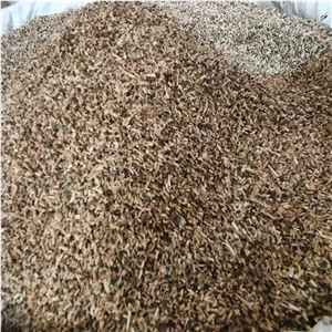 تخم کاسنی 500 گرم (ارسال از قم) 