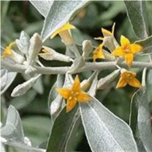 برگ سنجد 300گرم  ارسال از قم 