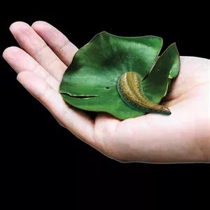 زالوی طبی با مجوز سازمان غذا و دارو (هزینه ارسال بصورت پس کرایه به عهده مشتری)