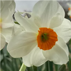پیاز نرگس هلندی ORANGE چندگله ممتاز معطر