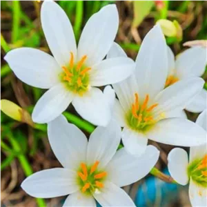 پیاز سوسن سفیدسایز کوچک (یک عدد )