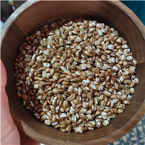 گندم پفیلایی