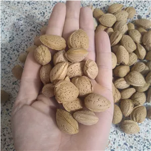 بادام تلخ، محصول امسال، تازه، طبیعی، مغز روشن (کیفیت خوب) (1000 گرم) 