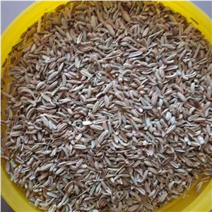 بادیان ایرانی(رازیانه)