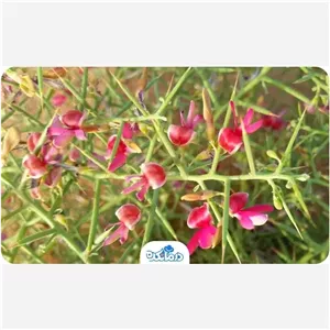 عرق خار شتر 10 لیتری