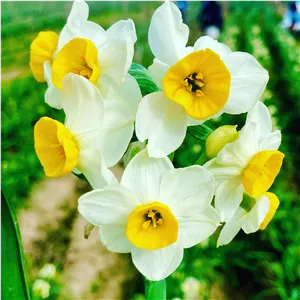 پیاز گل نرگس شهلا معطر 1 کیلویی