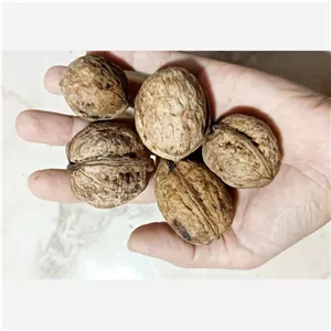 گردو کاغذی فسنجانی ارسال رایگان