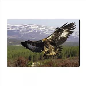 تابلو شاسی عرش مدل فانتزی عقاب کد As4771 HWD پسکرایه