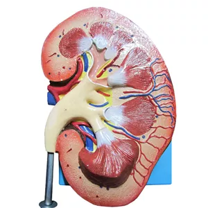 بازی آموزشی طرح مولاژ کلیه انسان مدل ASM20 JYV