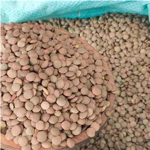 عدس پلوی(درشت پزا) 30 کیلو 