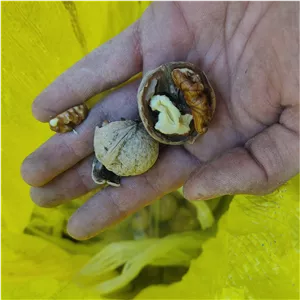 گردوی درجه 3 مراغه پرچرب 500 گرمی 