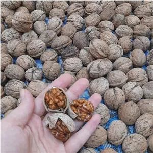 گردوی درجه 2 پرچرب 500 گرمی 