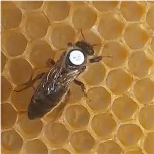 ملکه وارداتی با کندوچه چوبی