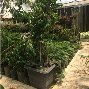 درختچه بنجامین