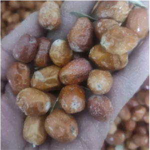 سنجد پودری ارسال رایگان 
