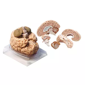 بازی آموزشی مدل مولاژ مغز انسان مدل 4Parts کد A4 JYV