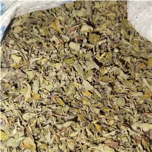 اویشن کوهی گرگان