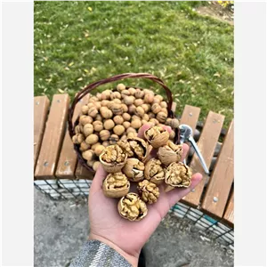 گردو  تویسرکان