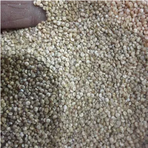دانه کینوا درجه یک (خاویار گیاهی)چهارگل چهارمحال وبختیاری100گرمی