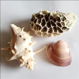 مرجان و صدف و گوش ماهی