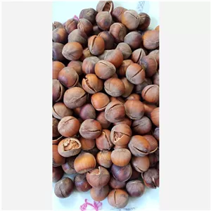 فندق خام شکسته شده درجه یک اشکورات برداشت 1404 (بسته 1 کیلویی)