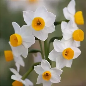 پیاز گل نرگس شهلا 