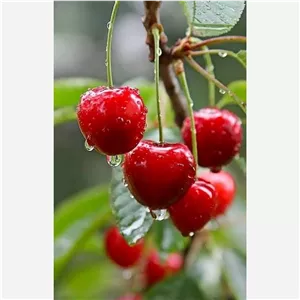 نهال گیلاس هلندی