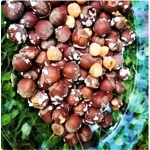 فندق برشته نمکی 250گرم