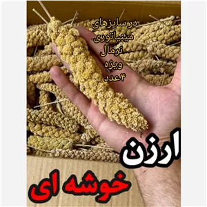 ارزن خوشه ای طوطی سانان و پرندگان 5عدد