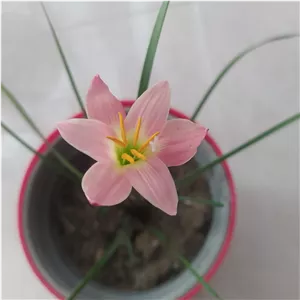 پیاز سوسن باران کالباسی از رنگهای خاص و کمیاب همین پیاز