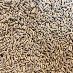 دان پلیت میان دان جوجه