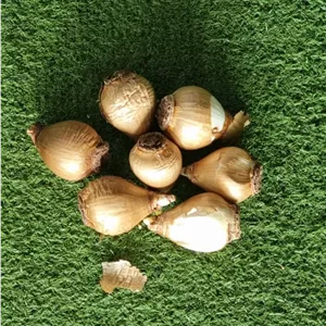 پیاز گل نرگس شهلا