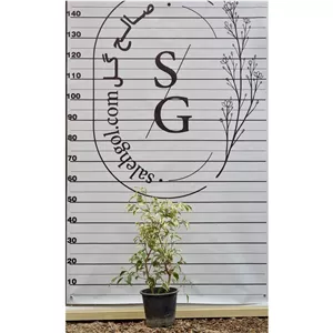 بنجامین ابلق