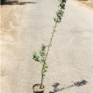 نهال گلابی