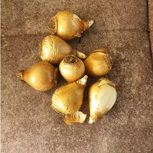 پیاز گل نرگس شیرازی