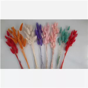 گل خشک دم خرگوشی یا لاگروس (دسته ی حجم بالا )