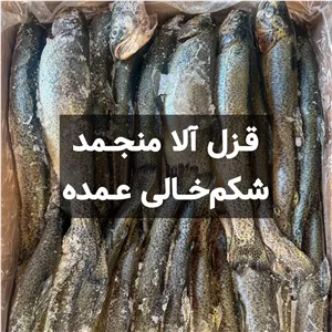 ماهی قزل آلا منجمد شکم خالی (15 کیلویی)