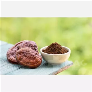 قارچ گیاهی گانودرما  با کیفیت عالی