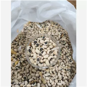 لوبیا چشم بلبلی