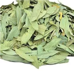 سنا مکی برگ