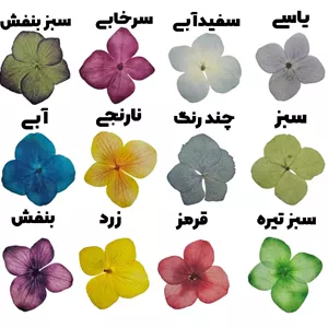 گل خشک هورتانسیا پرسی