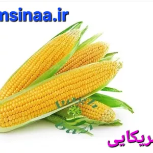 ذرت آمریکایی کیلو 120
