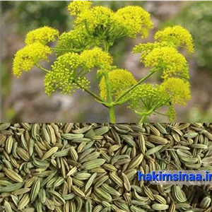 رازیانه 100گرم رفع التهاب  تسکین علائم یائسگی تنظیم دوره قاعدگی خواص ضدپیری رفع موهای زائد پیشگیری ...
