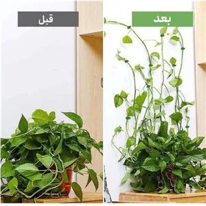 گیره مدل نگهدارنده پتوس بسته 16 عددی YHH