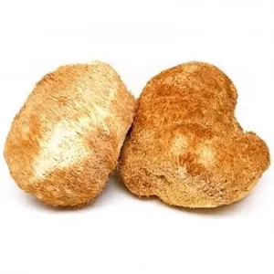 قارچ یال شیر خشک 100 گرمی